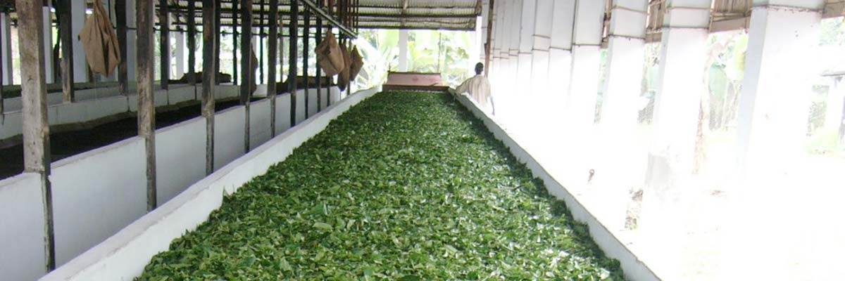 Tea Production By Lalchand Babulal Tea Traders