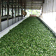 Tea Production