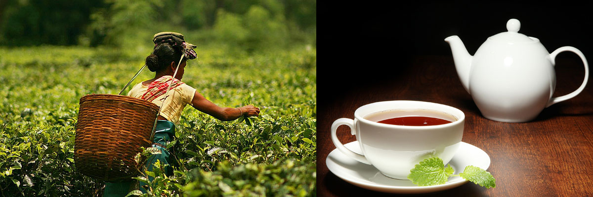 Assam Tea By Lalchand Babulal / Berlia Gold / Tea Traders in Kolkata India